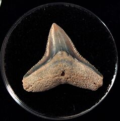 Colorful SC Carcharhinus leucas shark tooth for sale | Buried Treasure Fossils