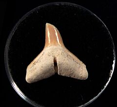 Carcharhinus leucas - So. Carolina