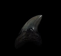 South Carolina Alopias grandis tooth for sale | Buried Treasure Fossils