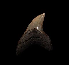 So. Carolina Alopias grandis tooth for sale | Buried Treasure Fossils