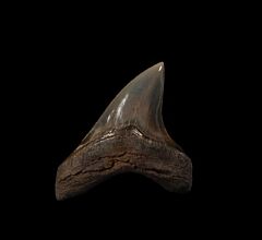 Rare Alopias grandis tooth for sale | Buried Treasure Fossils