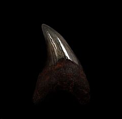 Big Parotodus benedeni tooth for sale | Buried Treasure Fossils