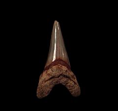 Early Parotodus benedeni tooth for sale | Buried Treasure Fossils