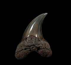 Wando River Parotodus benedeni tooth for sale | Buried Treasure Fossils