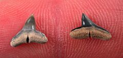 Oligocene Sphyrna arambourgi tooth for sale from So. Carolina | Buried Treasure Fossils