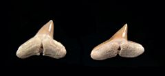 Sphyrna arambourgi tooth for sale from So. Carolina | Buried Treasure Fossils