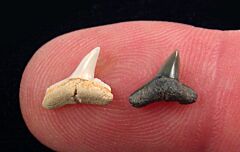Oligocene Hammerhead shark tooth from So. Carolina for sale | Buried Treasure Fossils