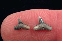 Sphyrna lewini shark tooth for sale | Buried Treasure Fossils