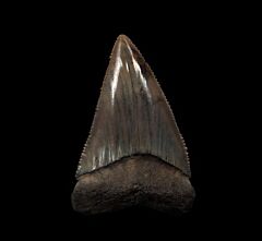 Extra Large So. Carolina Great White shark tooth for sale | Buried Treasure Fossils