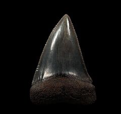 Perfect SC Carcharodon carcharias tooth for sale | Buried Treasure Fossils