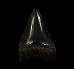 Golden Tan  So. Carolina Great White shark tooth for sale | Buried Treasure Fossils