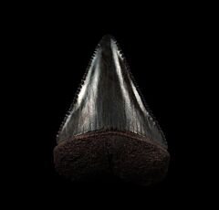 Quality So. Carolina Great White shark tooth for sale | Buried Treasure Fossils