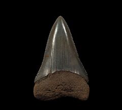 Big So. Carolina Great White shark tooth for sale | Buried Treasure Fossils