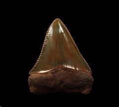 Colorful So. Carolina Great White shark tooth for sale | Buried Treasure Fossils