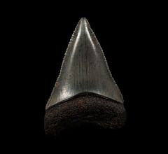 Golden Tan  So. Carolina Great White shark tooth for sale | Buried Treasure Fossils