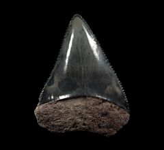 Black So. Carolina Great White shark tooth for sale | Buried Treasure Fossils 