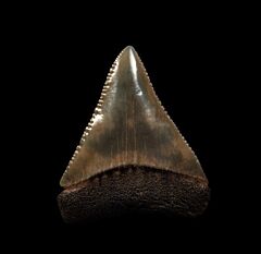 Carcharodon carcharias