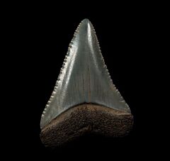 Real So. Carolina Carcharodon carcharias shark tooth for sale | Buried Treasure Fossils