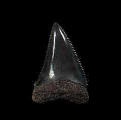 Great White Shark Teeth for Sale | Buried Treasure Fossils