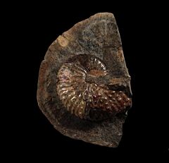 Hoploscaphites Ammonite for sale | Buried Treasure Fossils