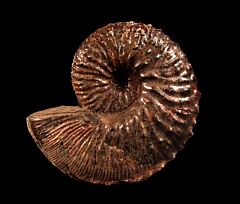 Hoploscaphites nebrascensis for sale | Buried Treasure Fossils