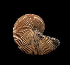 Hoploscaphites brevis for sale | Buried Treasure Fossils