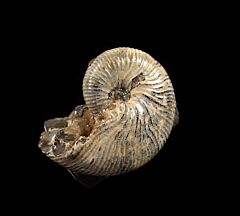 Pierre Shale Ammonite for sale | Buried Treasure Fossils