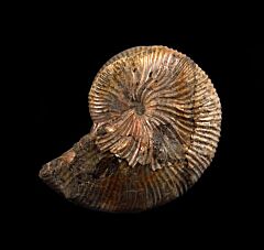 Pierre Shale Hoploscaphites for sale | Buried Treasure Fossils                                                      