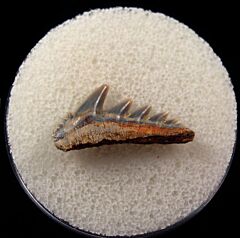 Spain Notorynchus primigenius tooth | Buried Treasure Fossils