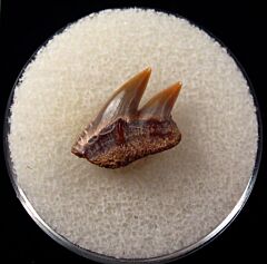 Spain Notorynchus primigenius tooth for sale | Buried Treasure Fossils