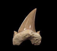 Saudi Arabian Otodus obliquus tooth for sale | Buried Treasure Fossils