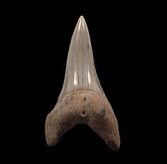 Sharktooth Hill Cosmopolitodus hastalis tooth for sale | Buried Treasure Fossils