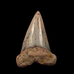 Sharktooth Hill Mako tooth for sale | Buried Treasure Fossils