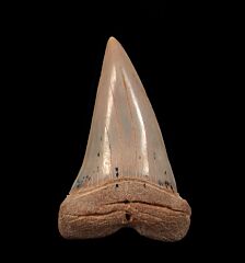 Sharktooth Hill Mako tooth for sale | Buried Treasure Fossils