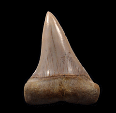 Real Sharktooth Hill Mako shark tooth for sale | Buried Treasure Fossils