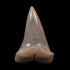 Real Sharktooth Hill Mako shark tooth for sale | Buried Treasure Fossils