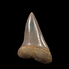 Colorful Sharktooth Hill Mako shark tooth for sale | Buried Treasure Fossils