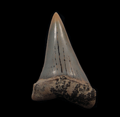 Real Sharktooth Hill Mako shark tooth for sale | Buried Treasure Fossils