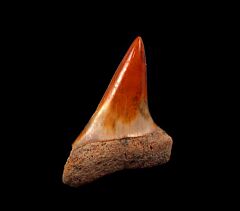 Round Mountain Silt Isurus hastalis tooth for sale | Buried Treasure Fossils