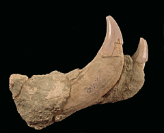 Allodesmus kernensis   