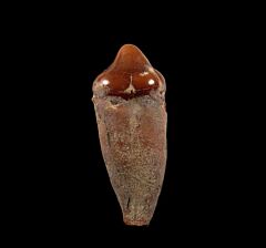Allodesmus molar tooth | Buried Treasure Fossils