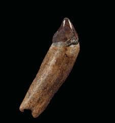 Allodesmus kernensis                            