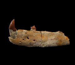 Neotherium mirum jaw | Buried Treasure Fossils