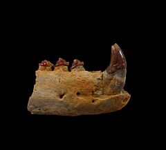 Neotherium mirum jaw for sale | Buried Treasure Fossils
