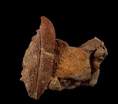 Sharktooth Hill Osteodontornis orri beak| Buried Treasure Fossils