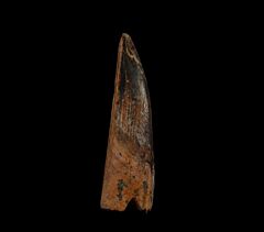Heterodontus dorsal spine for sale | Buried Treasure Fossils