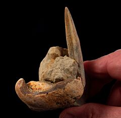 Bakersfield Heterodontus spine for sale | Buried Treasure Fossils