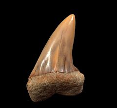Best Isurus planus tooth for sale | Buried Treasure Fossils