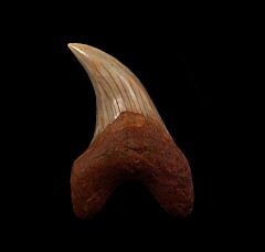 Real Sharktooth Hill Parotodus benedeni tooth for sale | Buried Treasure Fossils