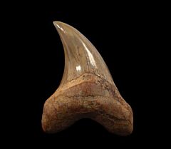 Sharktooth Hill Parotodus tooth for sale | Buried Treasure Fossils